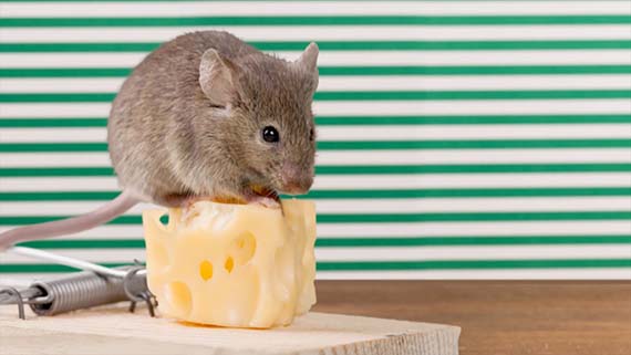 The Only Free Cheese is in the Mouse Trap: Inheritance Scams